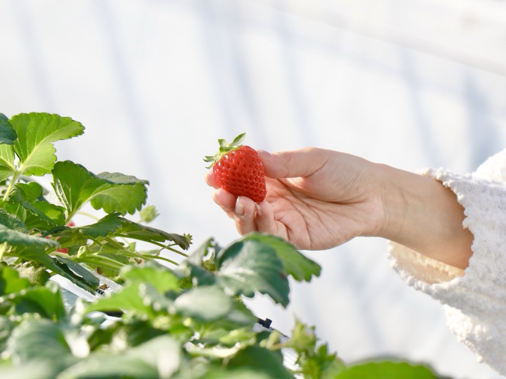 上里町産あまりん
